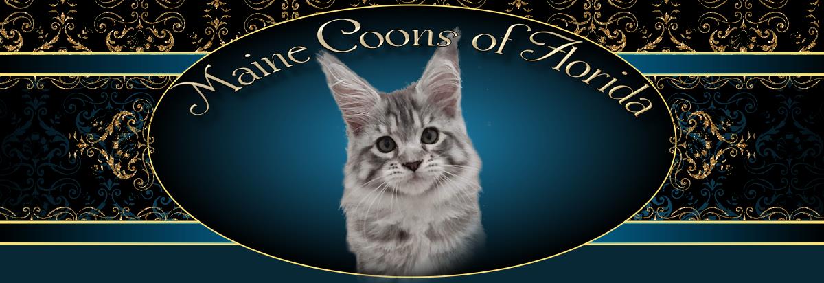 Maine Coons of Florida