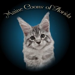 Maine Coons of Florida Site Icon